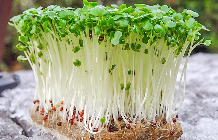 Что такое микрозелень и как ее вырастить?