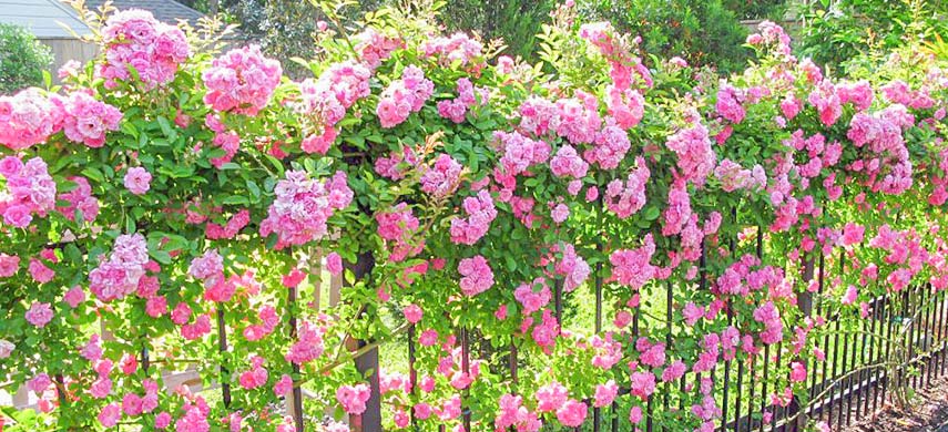 Плетистая роза – посадка, размножение, подвязка