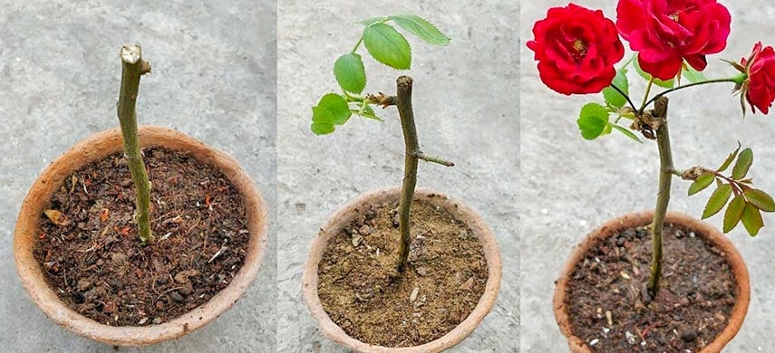 Как вырастить розу из черенков от букета и получить роскошно цветущий куст  | Полезные статьи на блоге Беккер