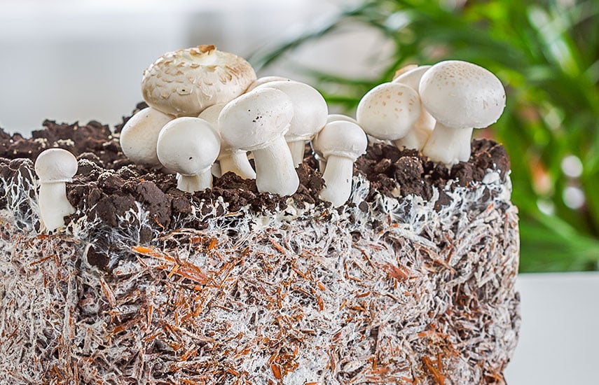 Строительство грибной фермы под ключ | Теплица для грибов - ПК «Веста»
