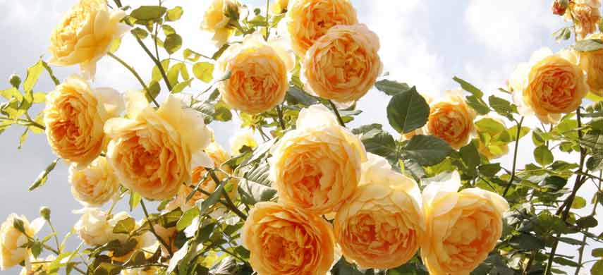 Сорта роз: фото, описание и названия всех видов, каких разновидностей бывают белые цветы