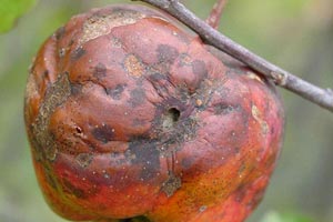 Монилиоз – почему гниют яблоки