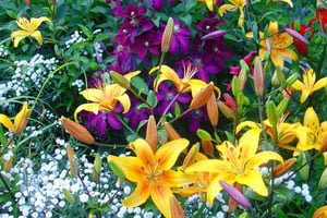 Цветущие лилии: классификация, сорта, особенности