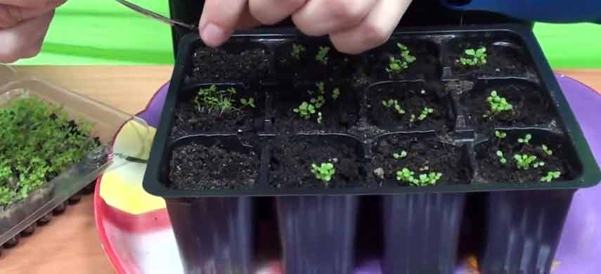 Как вырастить лобелию из семян