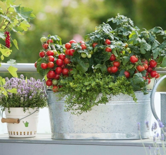 Огород на подоконнике