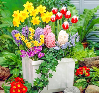 Луковицы цветов осень