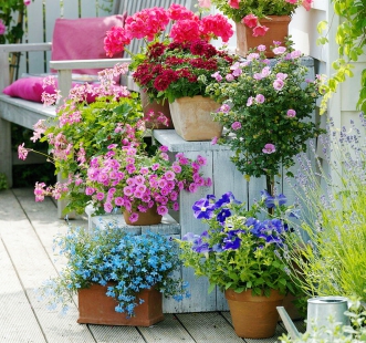 Семена многолетних цветов