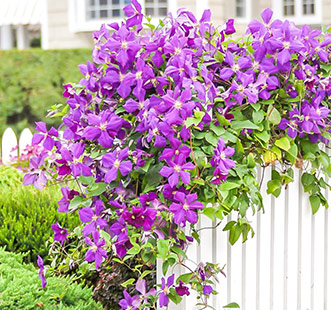 Декоративные растения