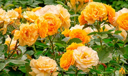 Аромат на весь сад | Беккер