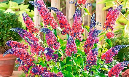 Ароматные цветники | Беккер