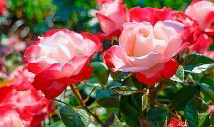 Цветочный водопад | Беккер