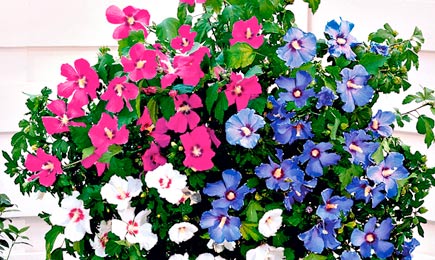 Цветущие миксбордеры | Беккер