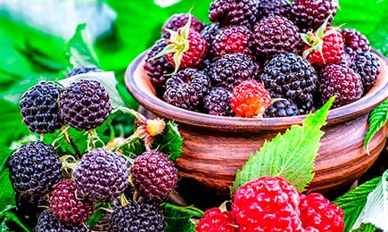 Два урожая за сезон! | Беккер