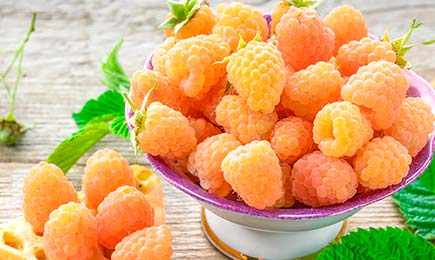 Сладкая, крупная, урожайная! | Беккер