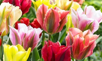 Нарядные тюльпаны | Беккер