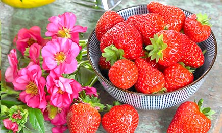 Урожай круглый год | Беккер