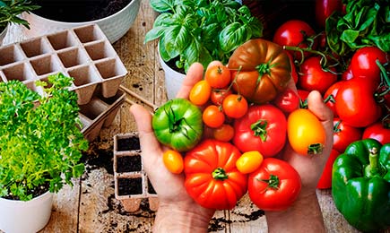 Урожайный огород | Беккер