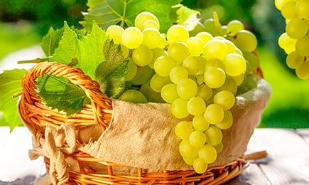 Виноград кишмиш | Беккер