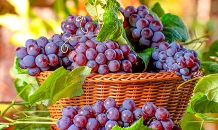 Виноград столовый | Беккер