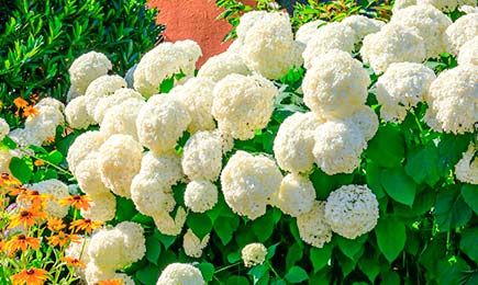 Яркие клумбы | Беккер