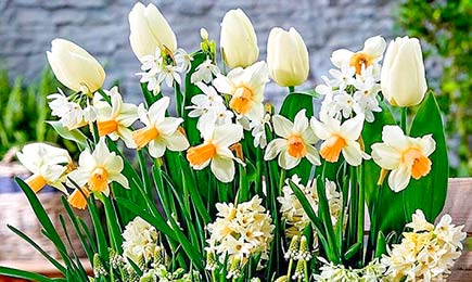 Прелестные нарциссы | Беккер